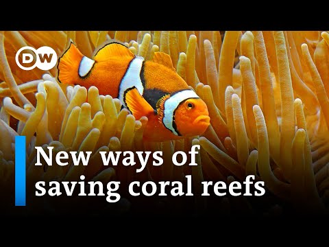 How underwater sound could reverse the bleaching of coral reefs | DW News