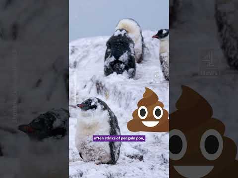 Penguin post office looking for new recruits