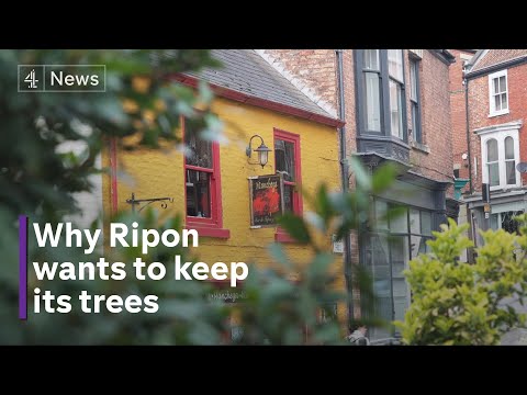 Backlash over plans to chop down 11 trees in Ripon