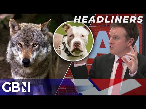 ‘We don’t want wolves!’ – Campaigner claims dogs MORE dangerous than wolves in push to rewild