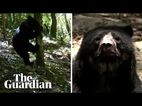 ‘Paddington’ bears spotted in Bolivian forest raise hopes for species’ survival