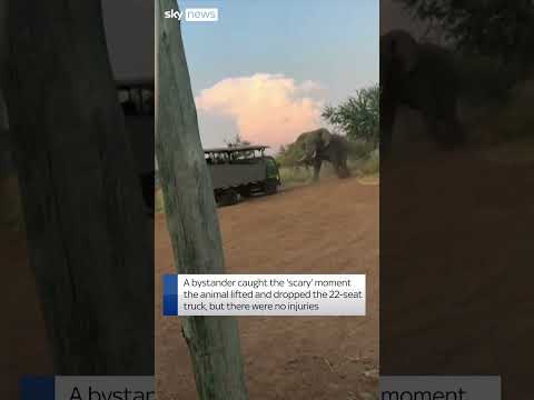 Elephant lifts tourist truck at safari