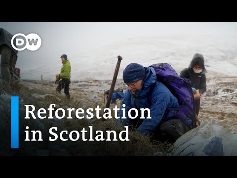 Back to the future: Reforesting Scotland’s iconic hills | Focus on Europe