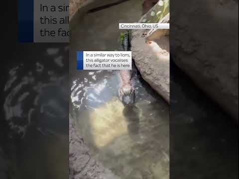 This alligator ‘roars’, growls and grunts to define its territory