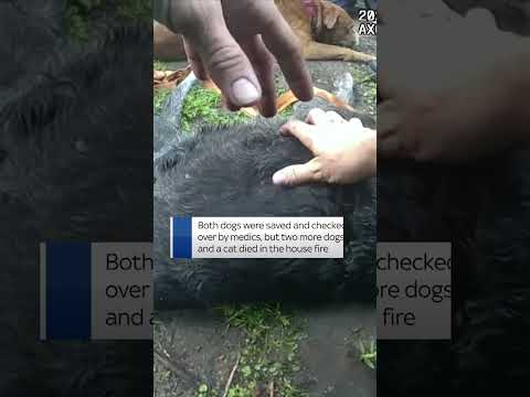 Firefighters rescued and gave CPR to two unresponsive dogs who were trapped in burning Florida house