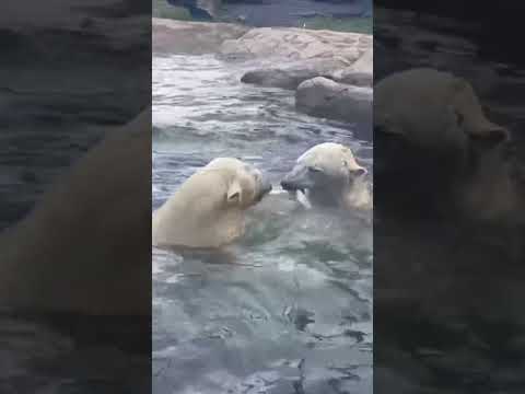 Polar bears play tug-of-war