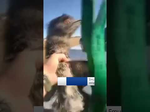 Sheriff’s deputy catches escapee emu in Colorado