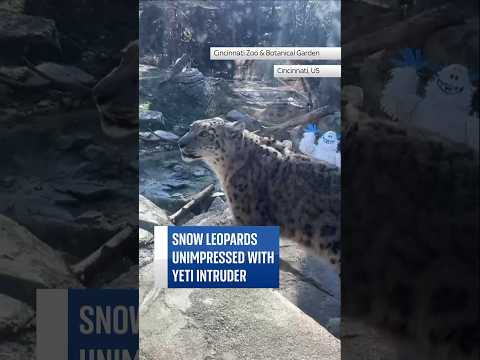 Snow leopards wary of Yeti intruder. #skynews