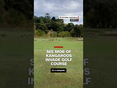 See mob of kangaroos invade golf course