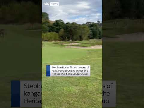 Kangaroos invade Australian golf course