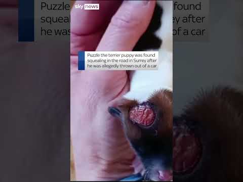 Newborn puppy rescued