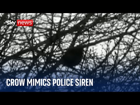 Bird ‘confuses’ police officers by mimicking siren sound