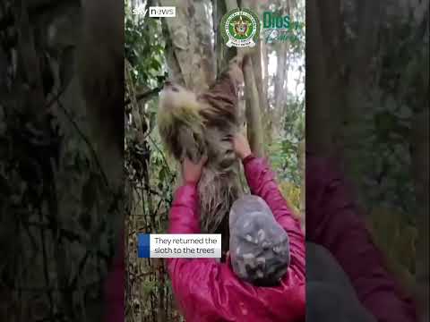 ‘Disorientated’ sloth rescued
