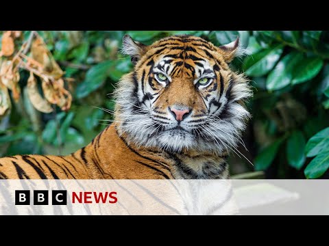 Tiger conservation: Ten countries pledge $1bn to protect population | BBC News