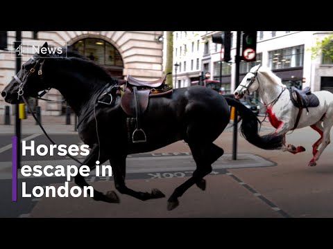 Military horses rampage through streets of London