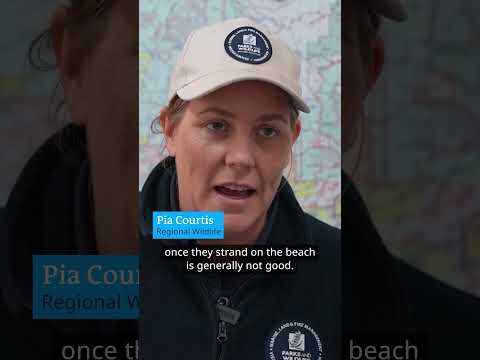 Over 100 pilot whales stranded in Australia | DW News