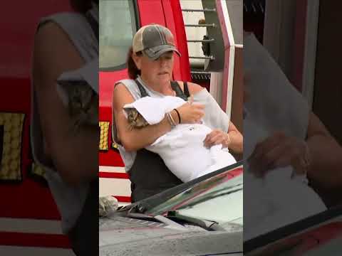 Cat named ‘Fuzzy Bear Buckets’ and three kittens rescued from flash flooding in Texas