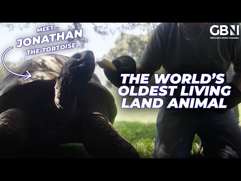 192-Year Old Tortoise Named Jonathan Is Now the World’s Oldest Living Land Animal