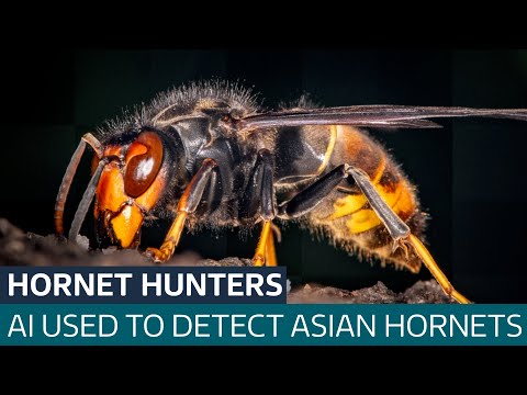 Can AI save honey bees from invasive Asian hornets? | ITV News