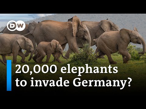 What’s behind Botswana’s president’s threat to send elephants to Germany? | DW News