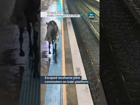Authorities had to rein in a horse after it joined commuters at a train station in Australia