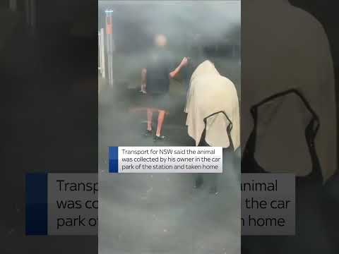 Runaway horse surprises train commuters