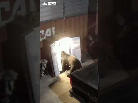Hungry bear raids garage fridge