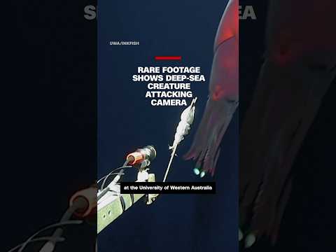 Rare footage shows deep-sea creature attacking camera