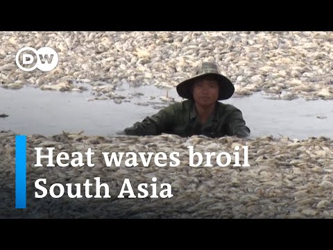 How deadly heat waves will impact economies and ecosystems | DW News
