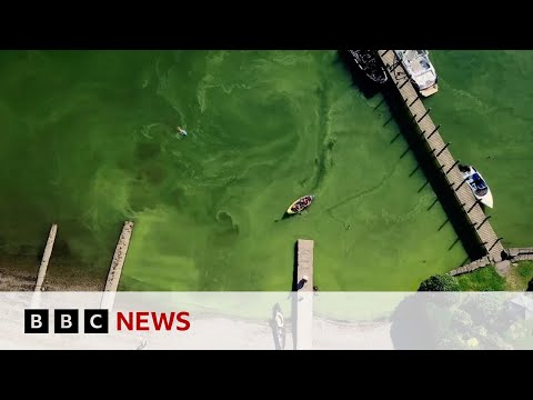Windermere turning green due to high tourist numbers, researchers say | BBC News
