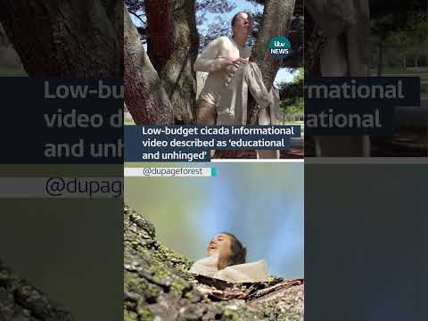 Low-budget cicada informational video described as ‘educational and unhinged’ #itvnews