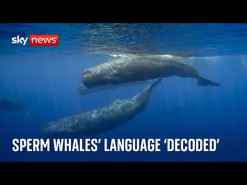 Sperm whale ‘phonetic alphabet’ of song discovered by scientists