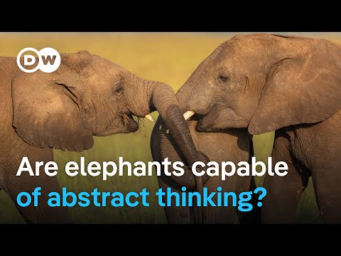 Study proves elephants have a kind of name for each other  | DW News
