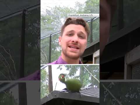 Bird lands on reporter’s head
