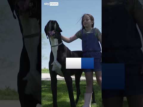 Meet the world’s tallest dog