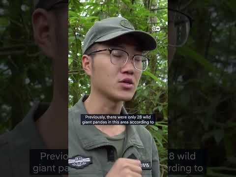 Giant pandas reintroduced into the wild | DW Shorts