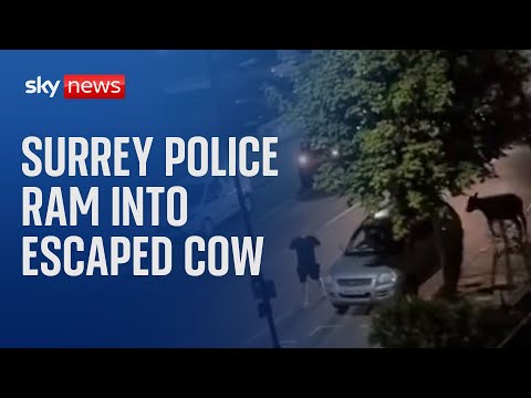 Home secretary calls for ‘urgent explanation’ as police ram into escaped cow