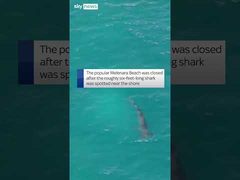 Hammerhead shark spotted near shore