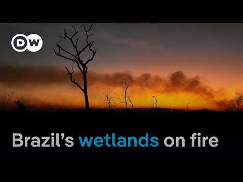 What makes it so hard to fight wildfires in Brazil’s tropical wetlands? | DW News