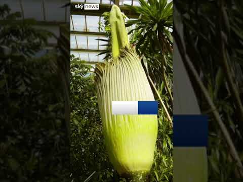 World’s ‘smelliest plant’ blooms in UK
