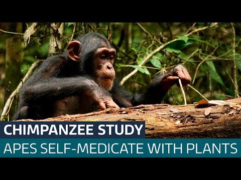 Sick chimpanzees seek out medicinal plants to self-medicate, study reveals | ITV News