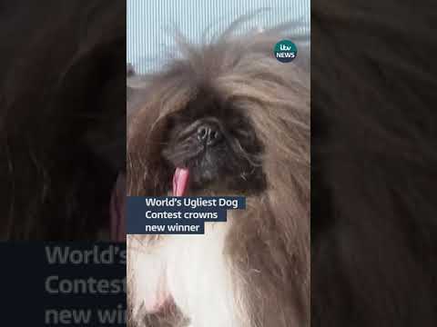 World’s Ugliest Dog Contest crowns new winner #itvnews