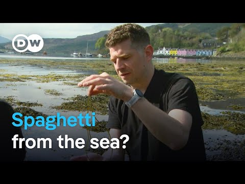 Could algae be the thing to save us from ourselves? | Focus on Europe