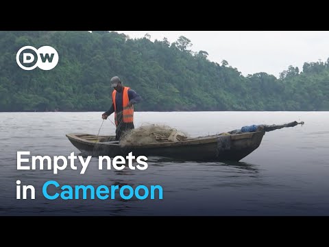 Unregulated Chinese fishing threatens livelihoods in Cameroon | DW News
