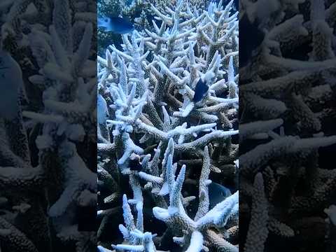 Worst ever coral bleaching in Great Barrier Reef