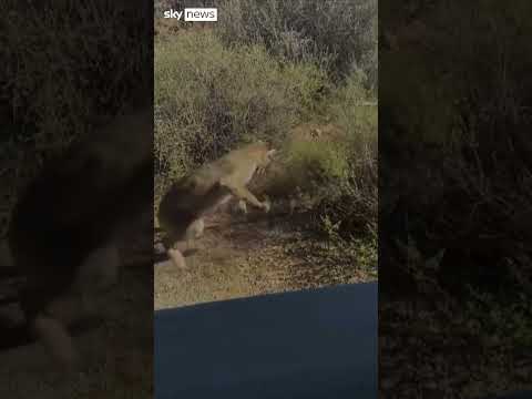Watch: Bobcat vs rattlesnake