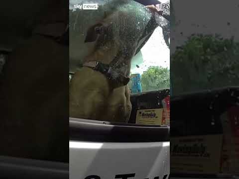 Dog in hot truck while owners at beach