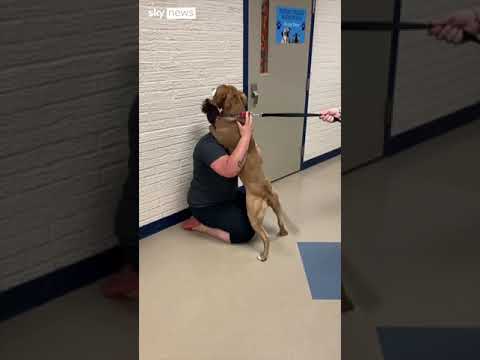 Emotional support dog reunited with owner