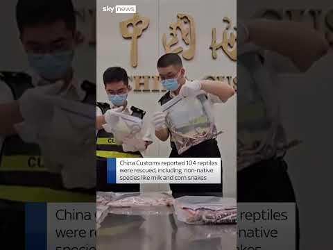 Man caught with 100 snakes in his pants