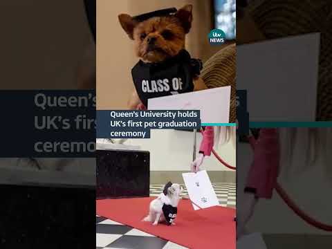 Queen’s University Belfast celebrated pets who have helped students #itvnews #university #dogs #cats
